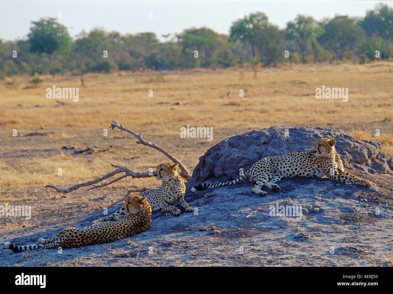 Pack 3 Geparden Moremi Nationalpark Botswanas Stockfoto