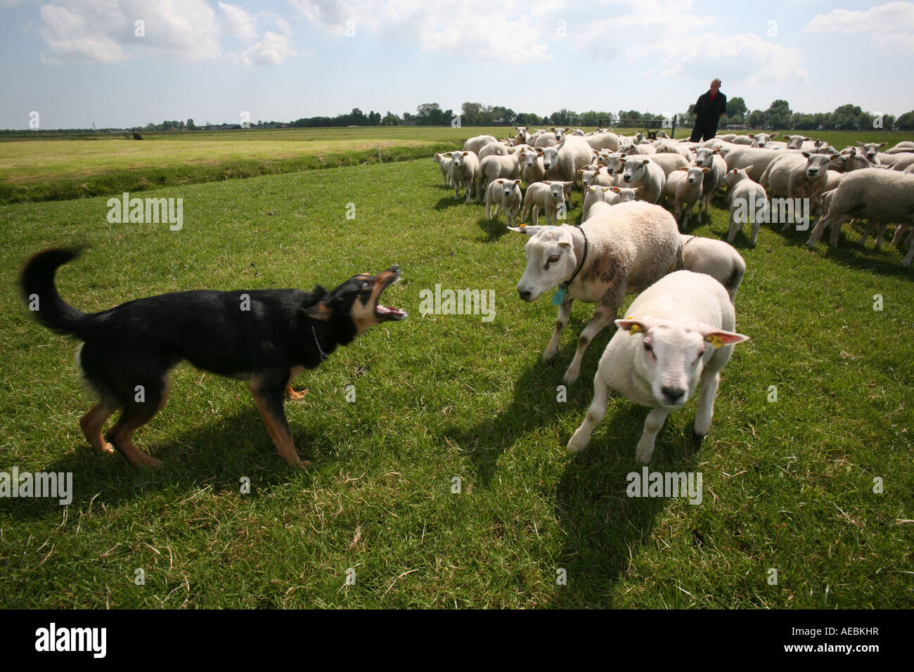 Hund hüten Schafe redaktionelle verwenden, nur keine negativen Schlagzeilen Stockfoto