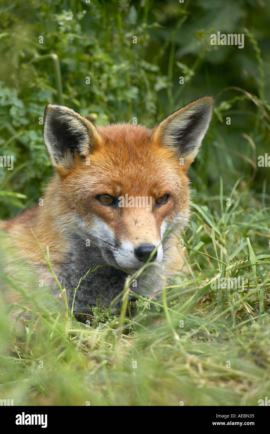 England, UK. Schöne nach Red Fox (Vulpes vulpes) Entspannung in der grasartigen Unterholz Stockfoto