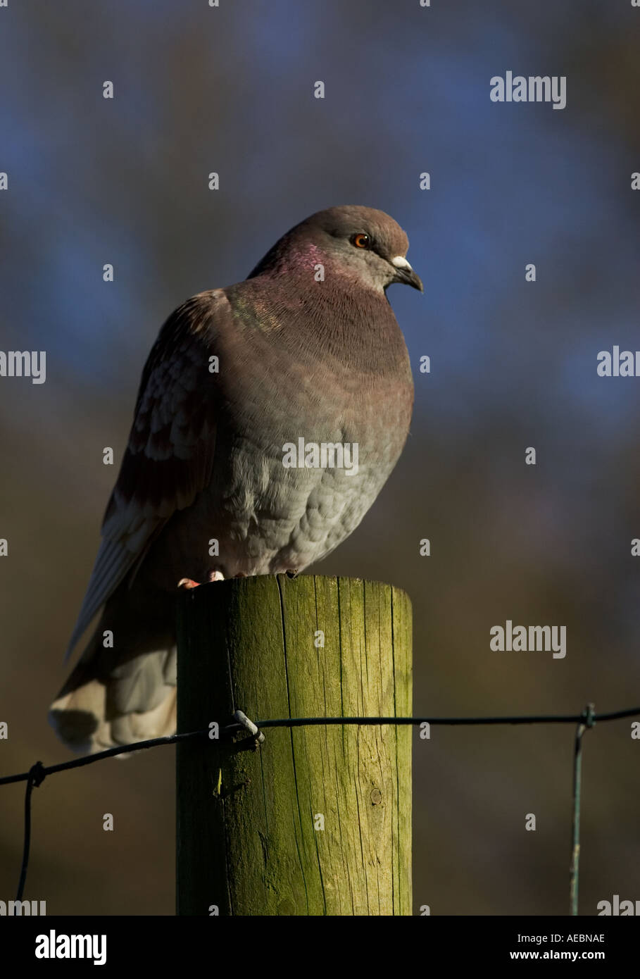 Hockende Taube Stockfoto