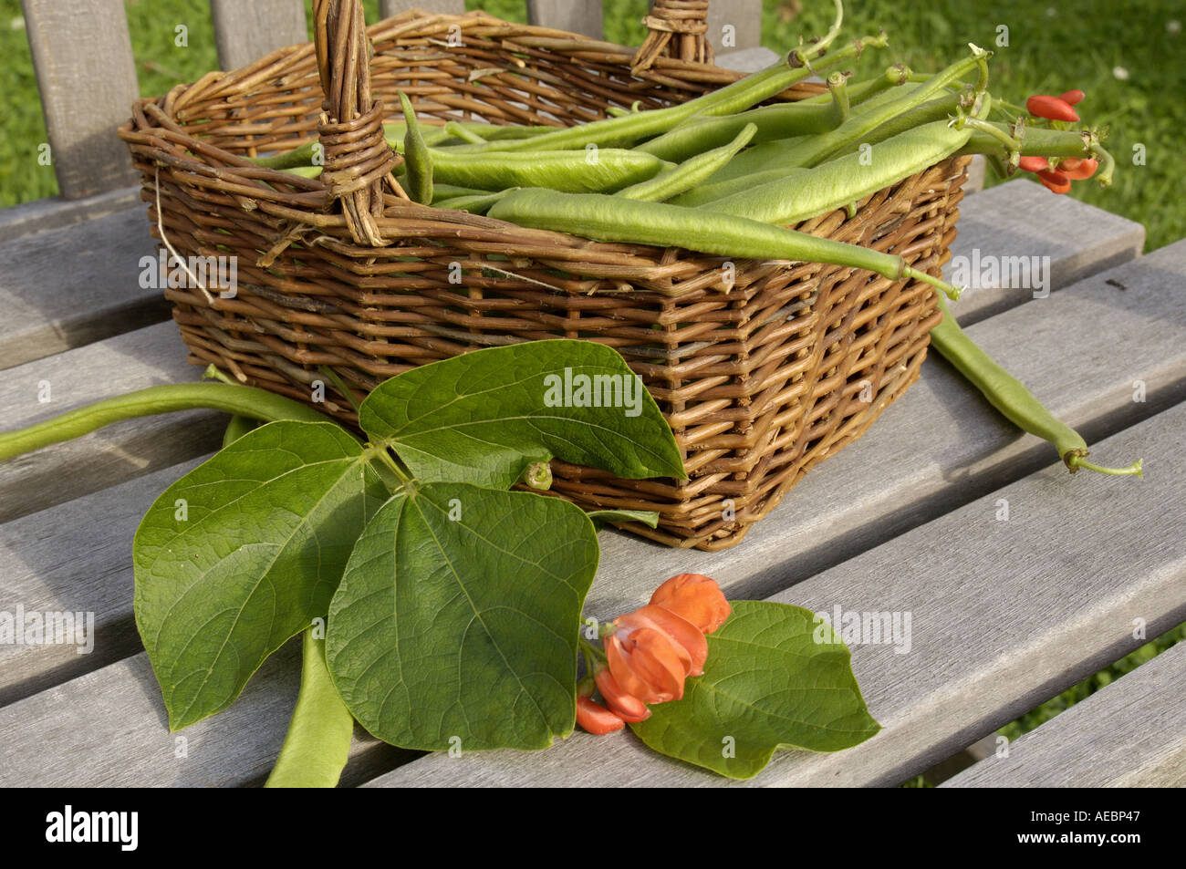 frisch gepflückt, Runner Bean Ernte im Sommergarten Stockfoto