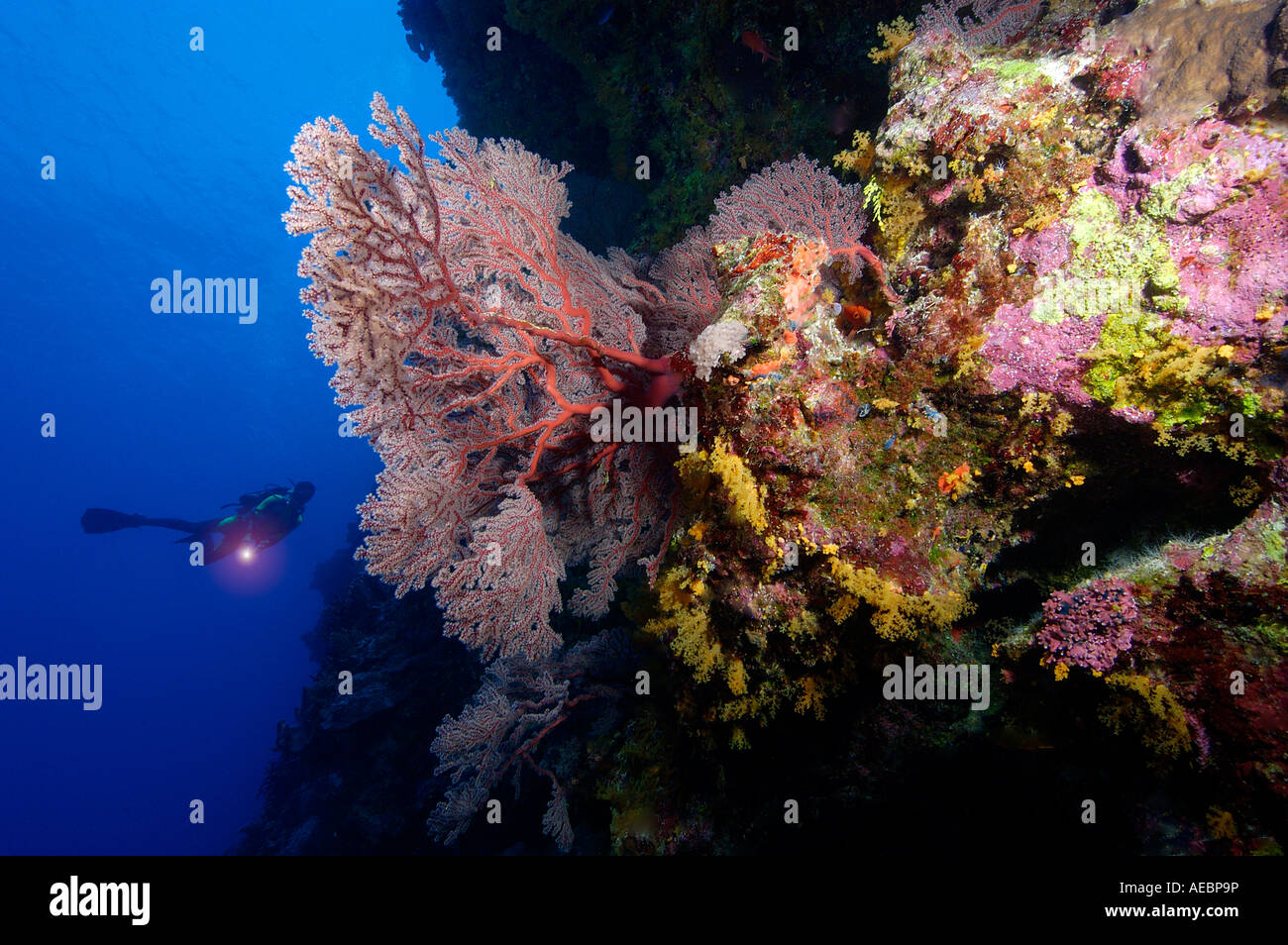 Australien-Great Barrier Reef Stockfoto