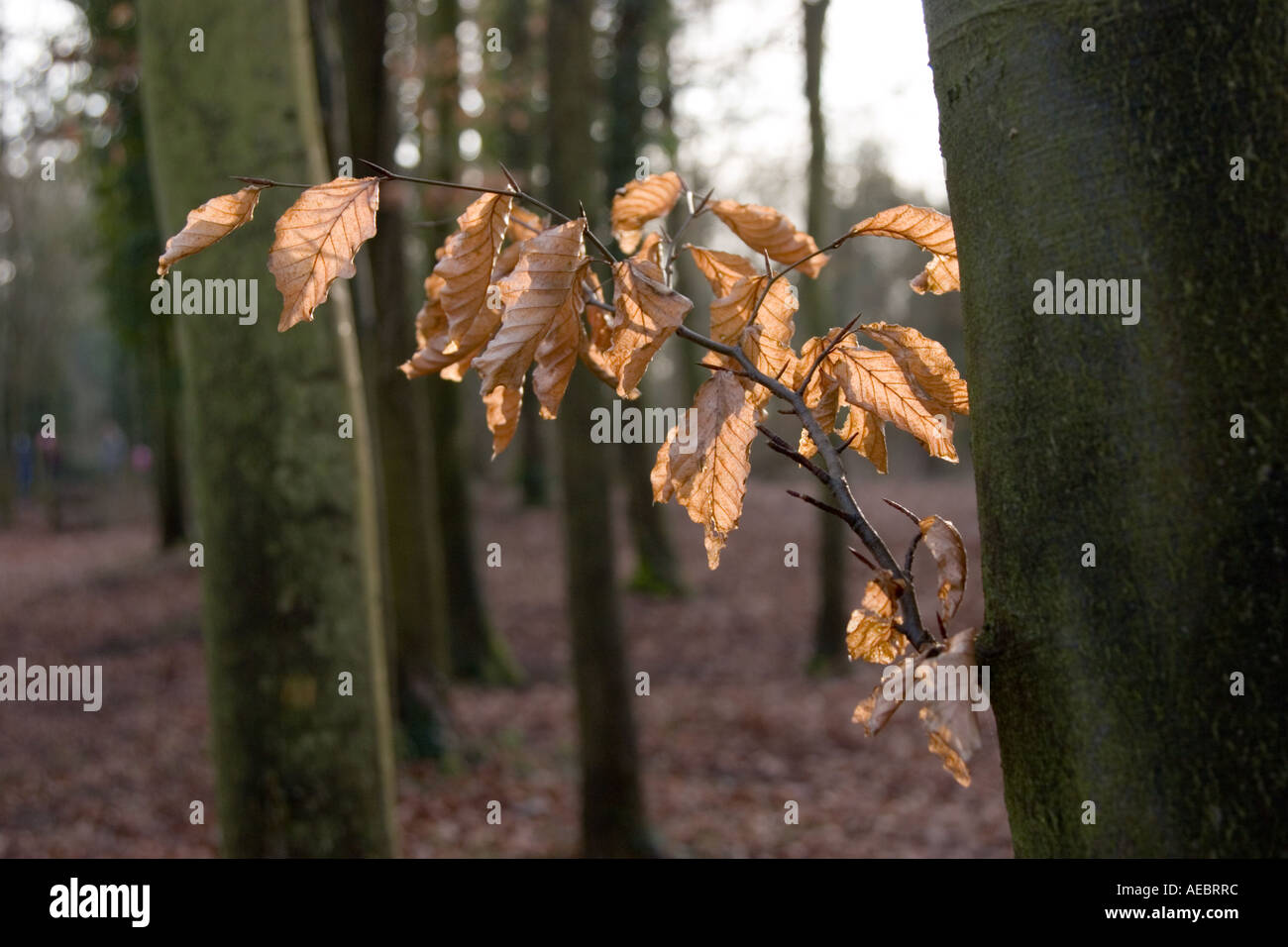 Hinterleuchtete Winter Buche lässt in einen Buchenwald Stockfoto