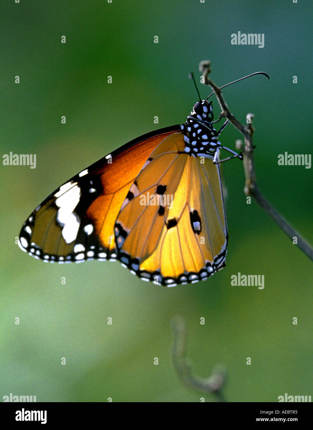 Plain Tiger Schmetterling ruht im Morgenlicht Stockfoto