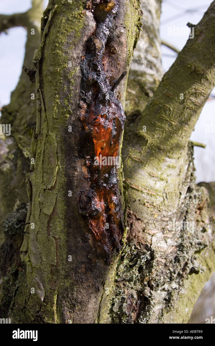 Klebrigem Harz Nässen aus dem Stamm eines Baumes Stockfoto