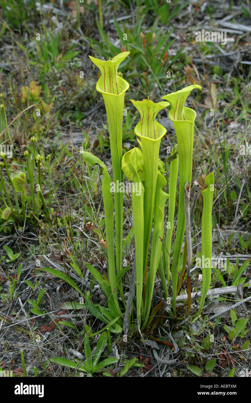 Fleischfressende Pflanze gelb oder Trompete Kannenpflanzen Sarracenia Flava SE USA Stockfoto