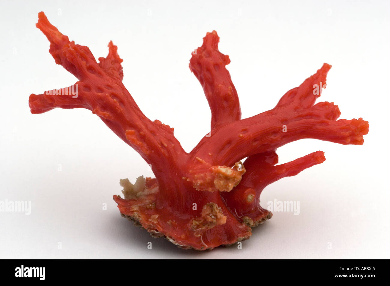 Mediterrane rote Koralle (Corallium rubrum) auf weißem Hintergrund. Corail rouge de Méditerranée (Corallium rubrum). Stockfoto