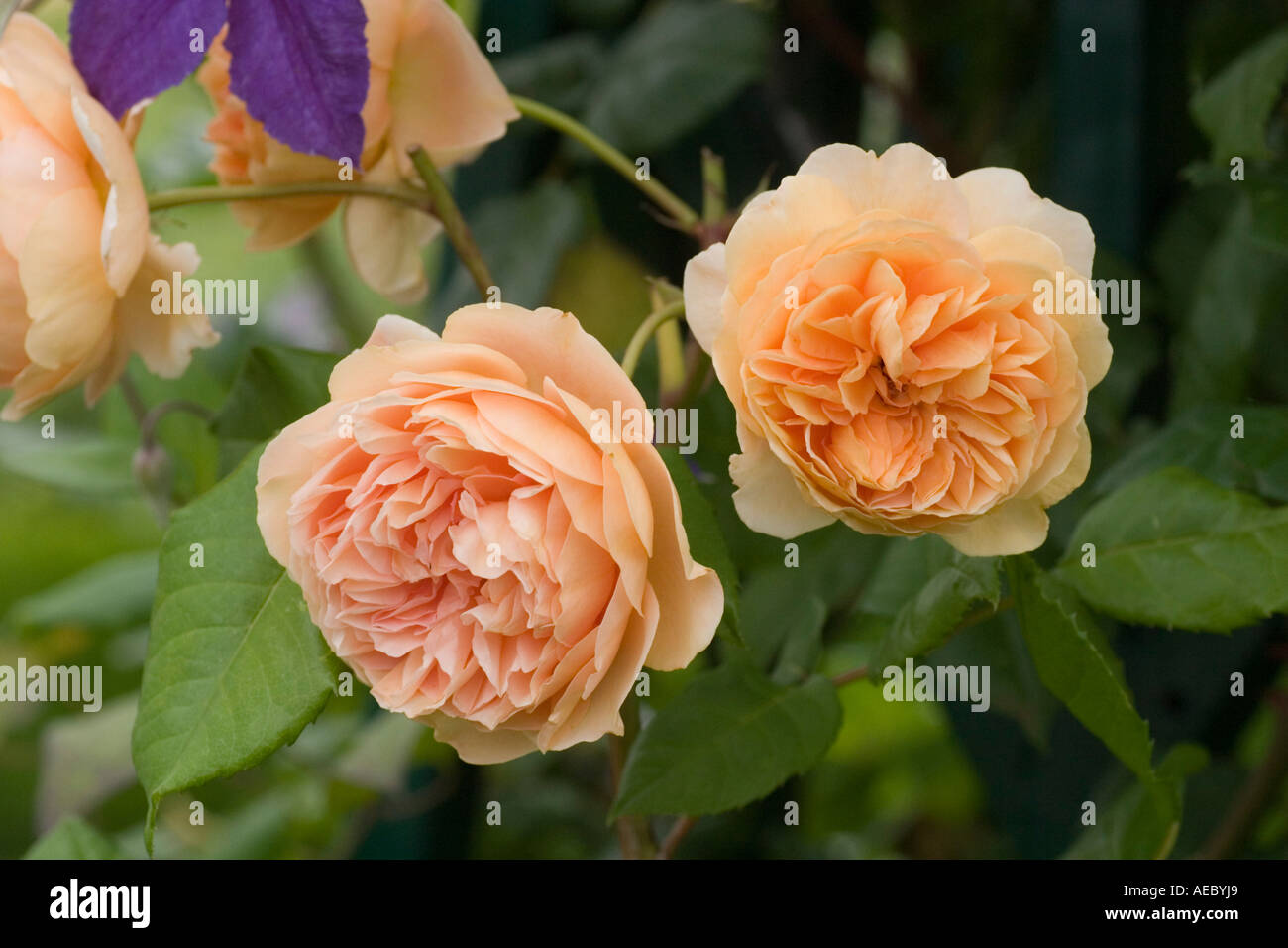 Rose Rosa Kronprinzessin Margareta "Auswinter" an der RHS Garden Hyde Hall Essex UK Stockfoto