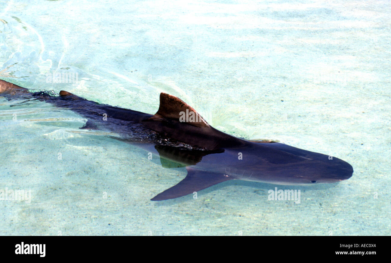 Hai Nassau Bahama Bahamas-Lateinamerika-Karibik Stockfoto