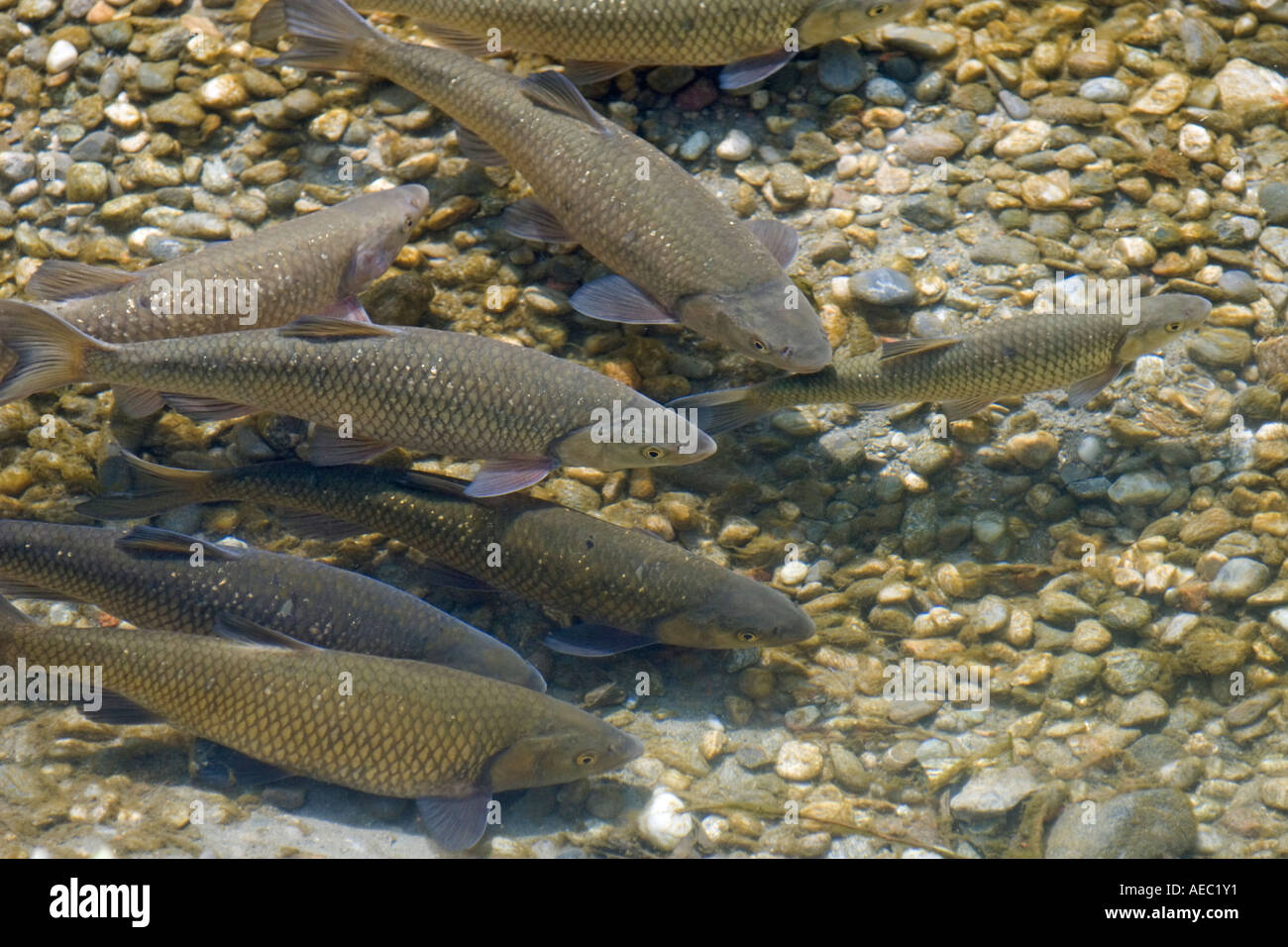 Rotaugen (Rutilus Pigus) auf ein Laichplatz des Flusses Adda (Italien). Gardons Galants Sur Une Frayère De La Rivière Adda. Stockfoto