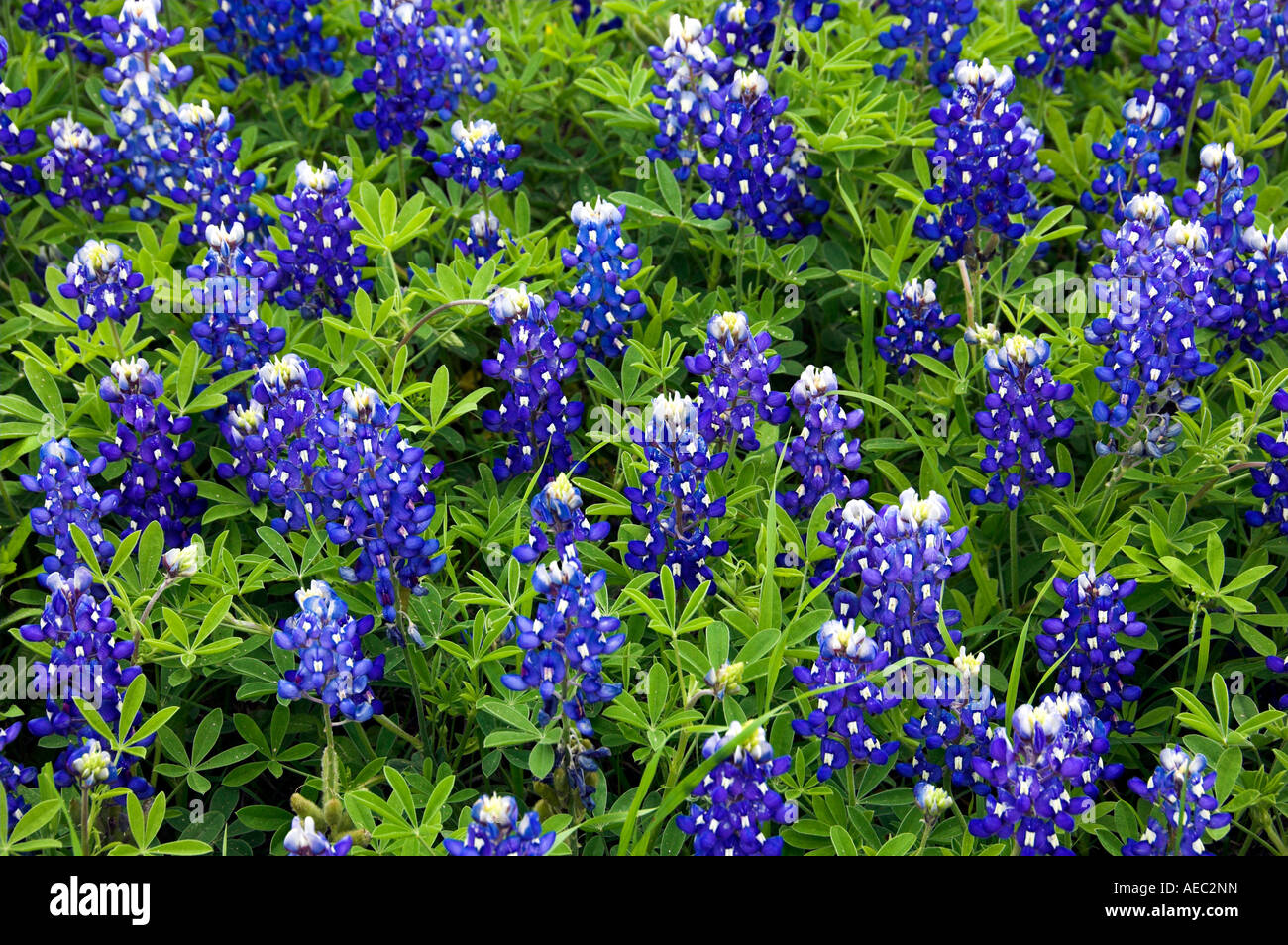 Eine full-Frame-Ansicht Texas Bluebonnets in der Nähe von Ennis, Texas USA Stockfoto