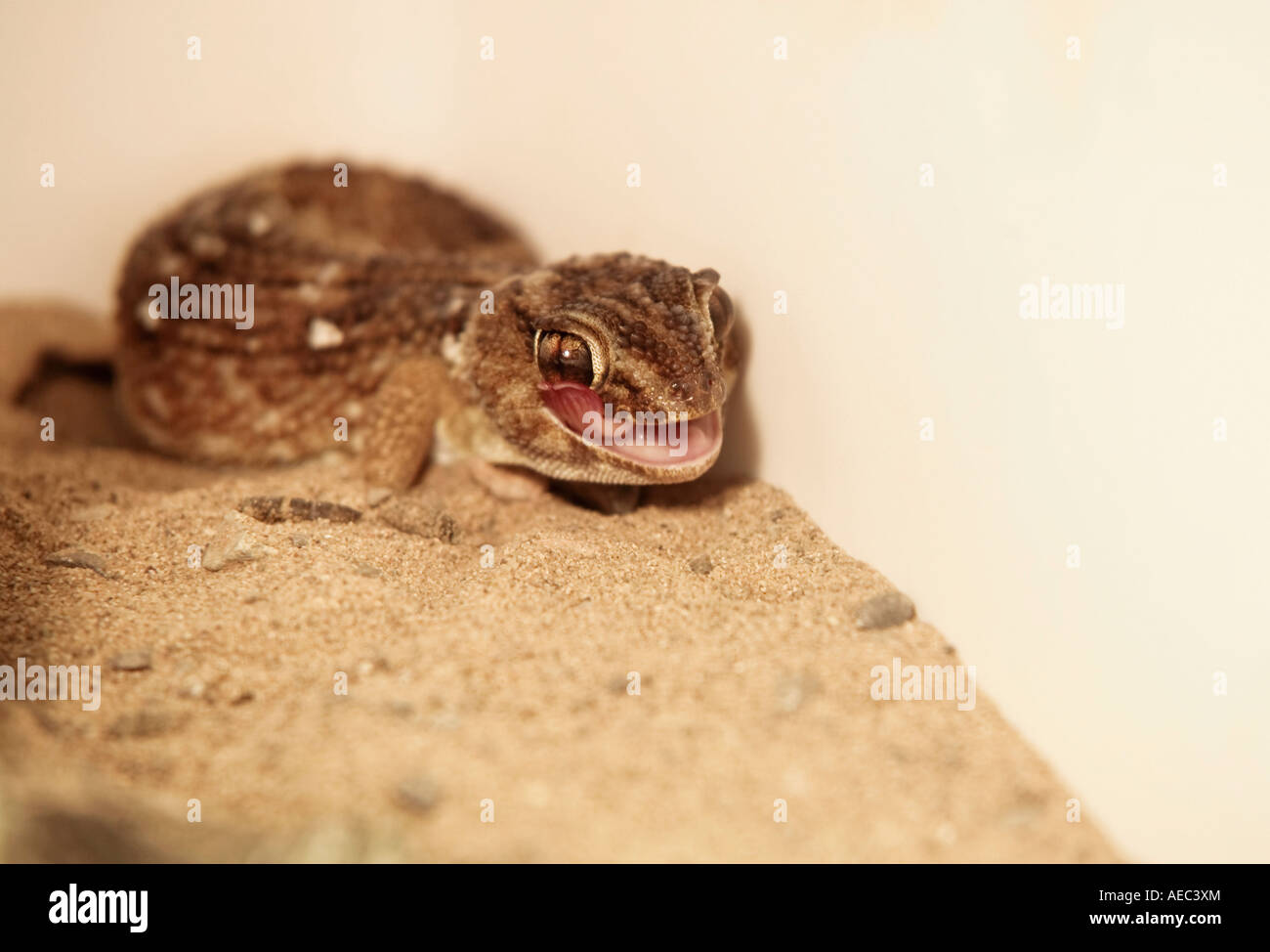 Junger Riesengrund Gecko (Chondrodactylus angulifer) leckt sein Auge mit langer Zunge Stockfoto