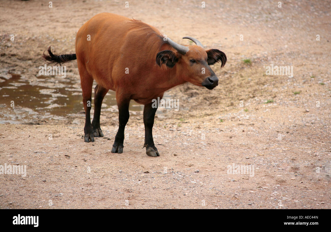 Kongo-Büffel (Syncerus Caffer Nanus) stehend Stockfoto