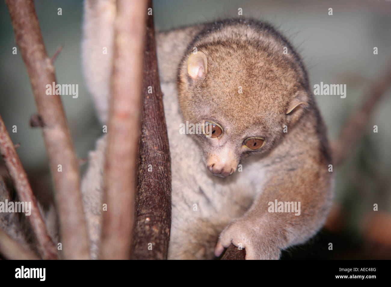 Ein einzelner Potto (Perodicticus potto) kletternde Baumzweig Stockfoto