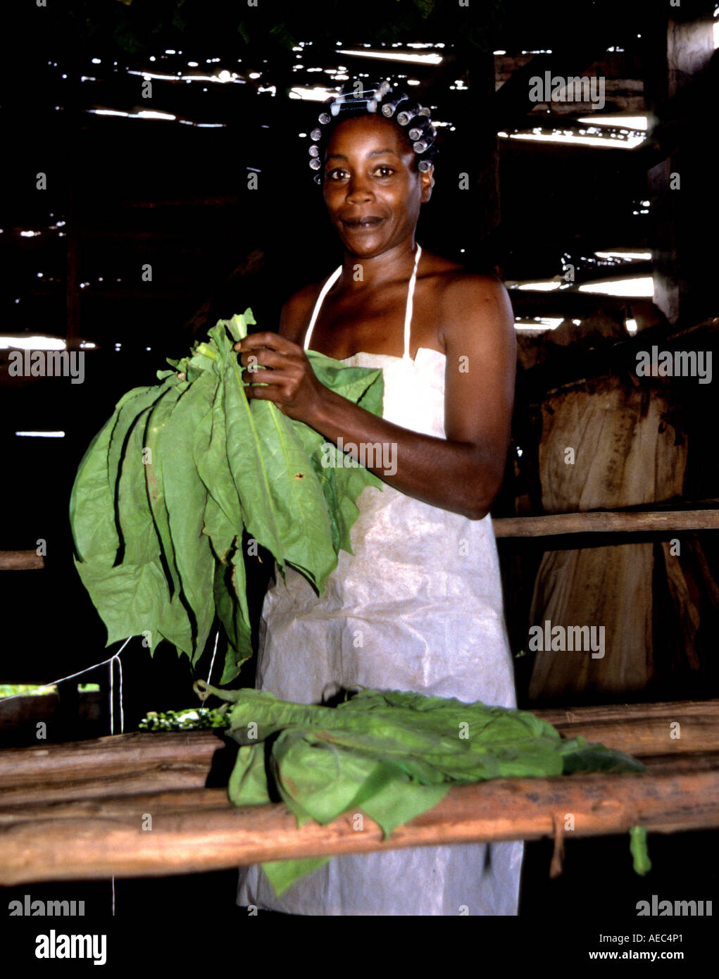 Kubanische pflanze -Fotos und -Bildmaterial in hoher Auflösung – Alamy