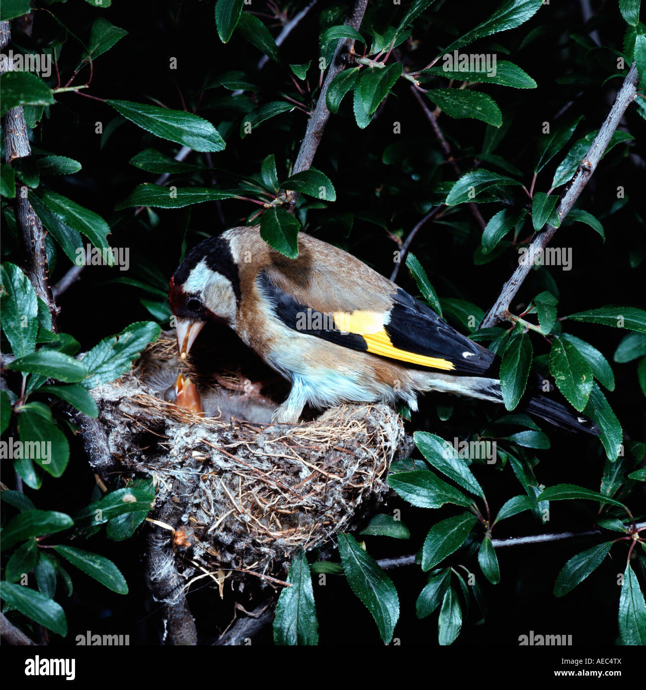 Stieglitz (Zuchtjahr Zuchtjahr) Chardonneret am Nest mit jungen Stockfoto
