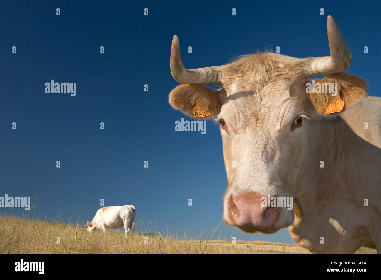 Low-Angle Shot einer Charolais Kuh in der Auvergne (Frankreich).  Portrait de Contre-Plongée d Une Vache Charolaise En Auvergne (Frankreich) Stockfoto