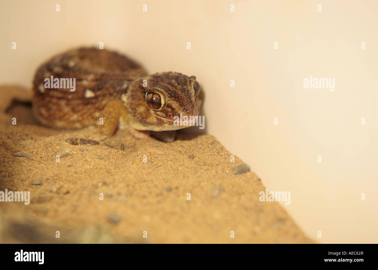Junge Riesen Boden Gecko (Chondrodactylus Angulifer) in Gefangenschaft gezüchtet Stockfoto