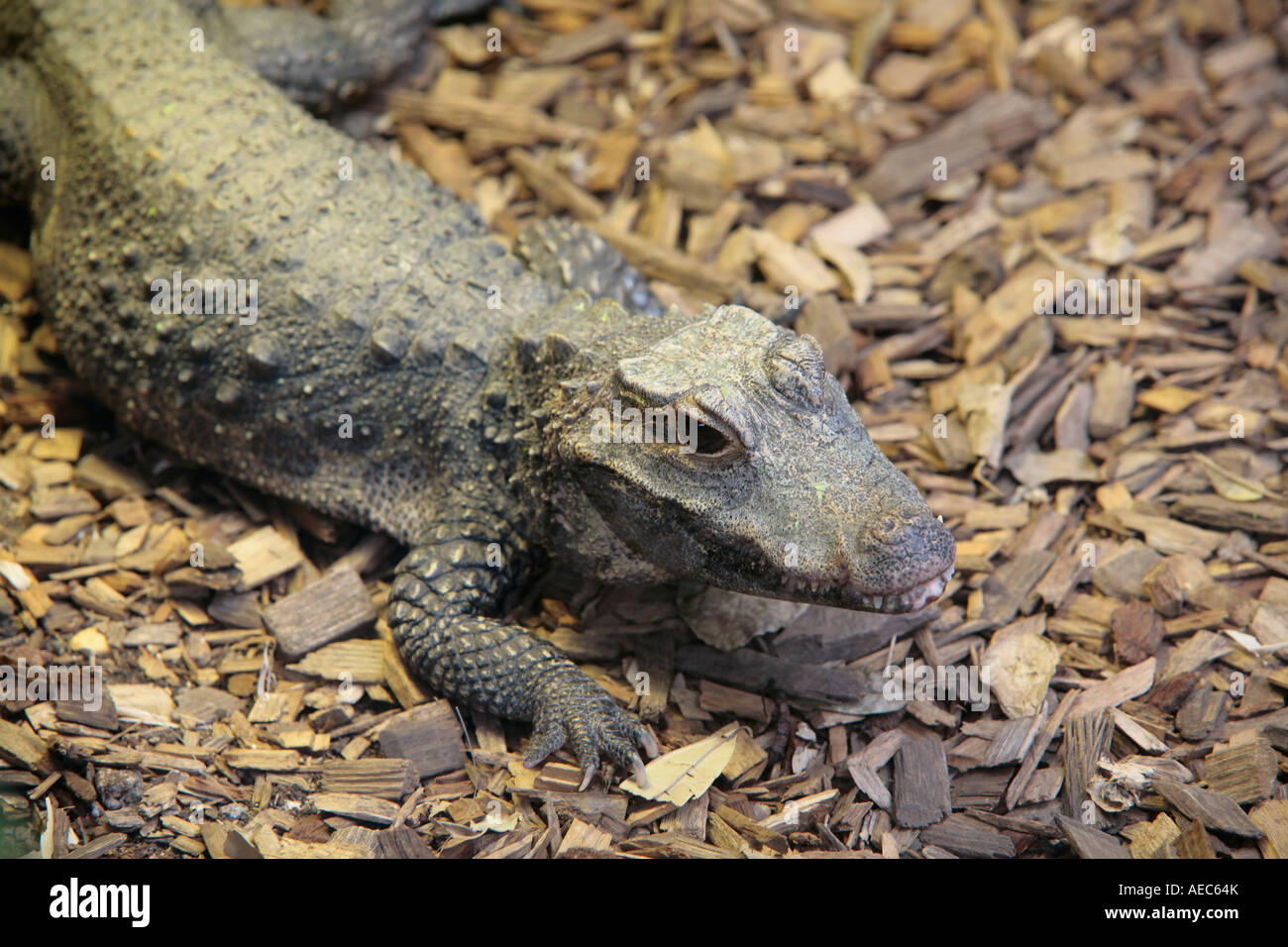 Westafrikanisches Zwergkrokodil (Osteolaemus tetraspis tetraspis) (gefangen) Stockfoto