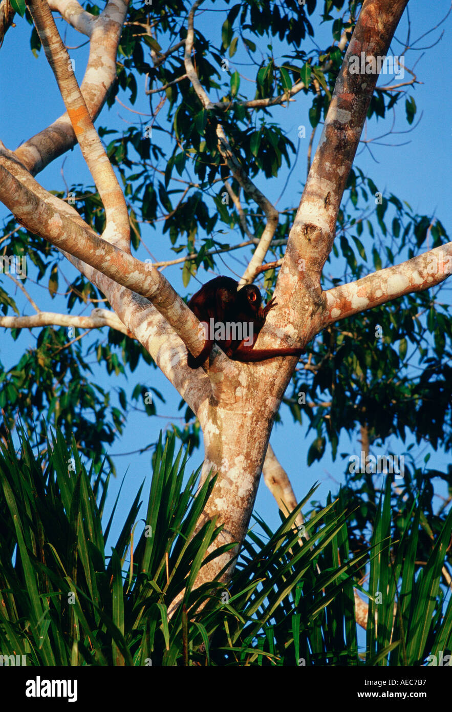 Rote Brüllaffen in der Gabel eines Baumes am See Sandoval peruanischen Regenwald Südamerikas Stockfoto