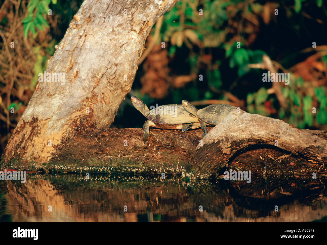 Paar von gelben Fleck Signet Schildkröten auf Log in Lake Sandoval peruanischen Regenwald Südamerikas Stockfoto