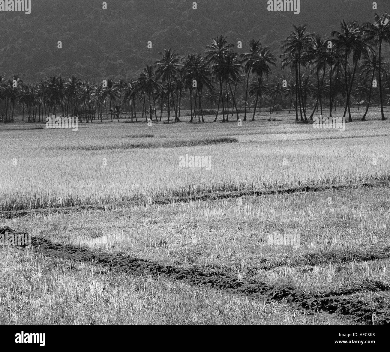 Schwarz / weiß-Landschaft aus Kerala, Indien Stockfoto