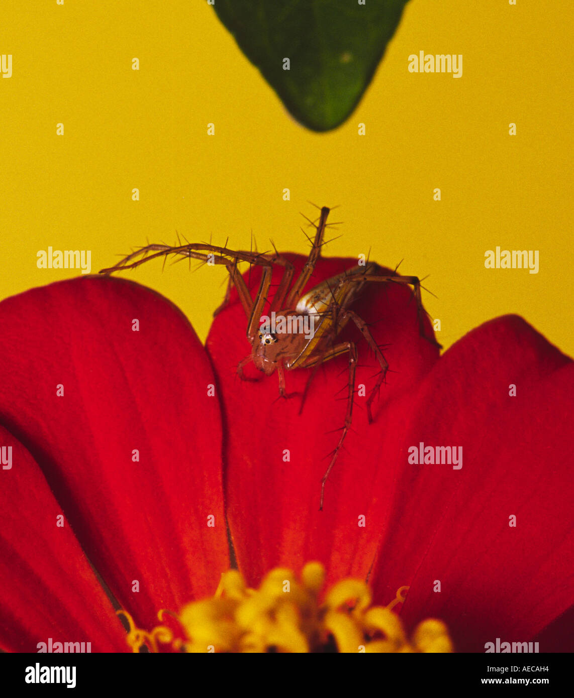 Ein Luchs-Spider warten beten auf dem Blütenblatt eine rote Blume Braun Luchs Oxyopes rufisternum Stockfoto