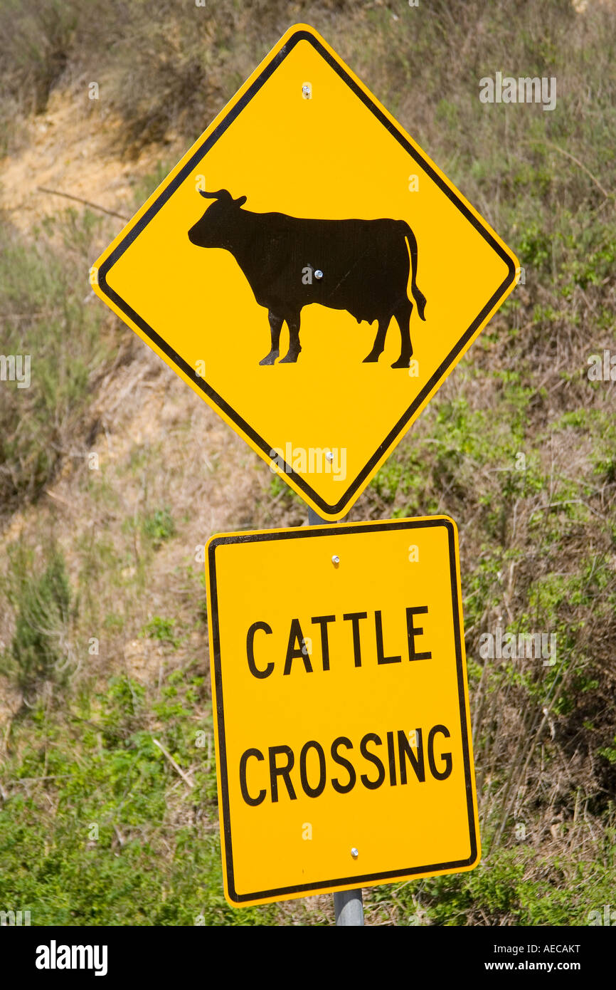 Rinder, die Überquerung der Zeichen in den Santa Ynez Valley in Kalifornien Stockfoto