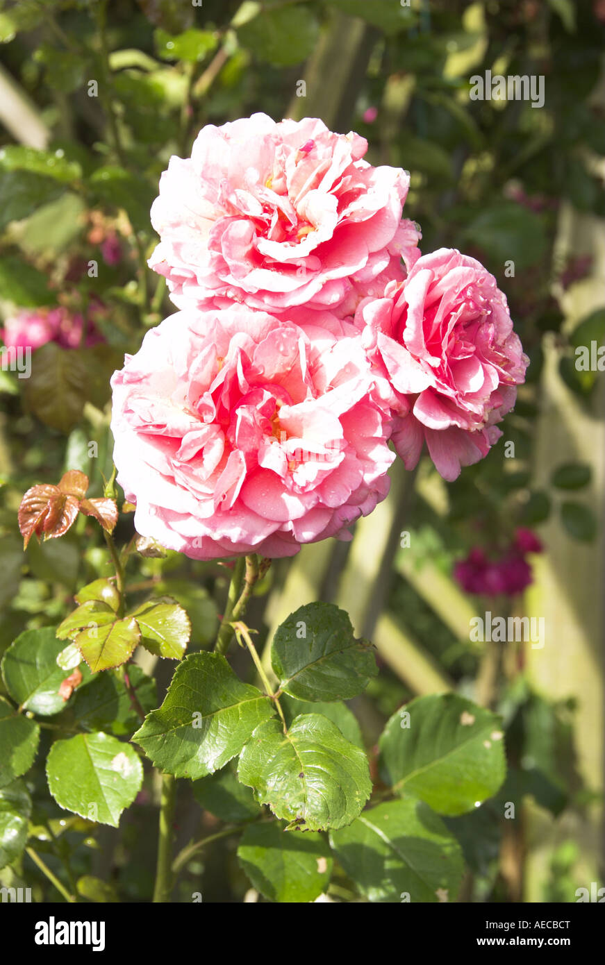 Altmodische rosa Rose, stark duftend Stockfoto