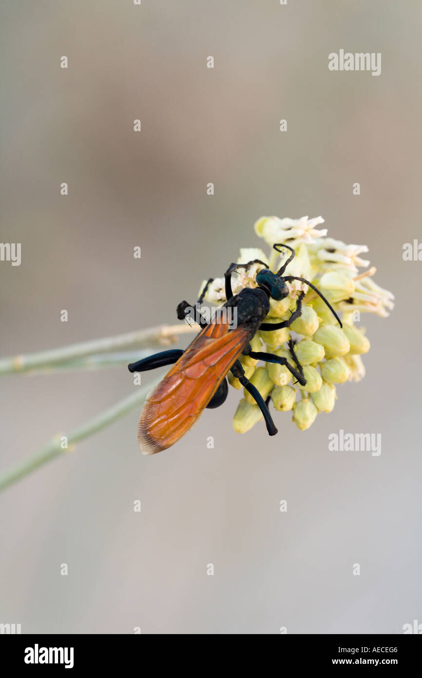 Vogelspinne Wespe, Hemipepsis spp. auf Wolfsmilch. Stockfoto