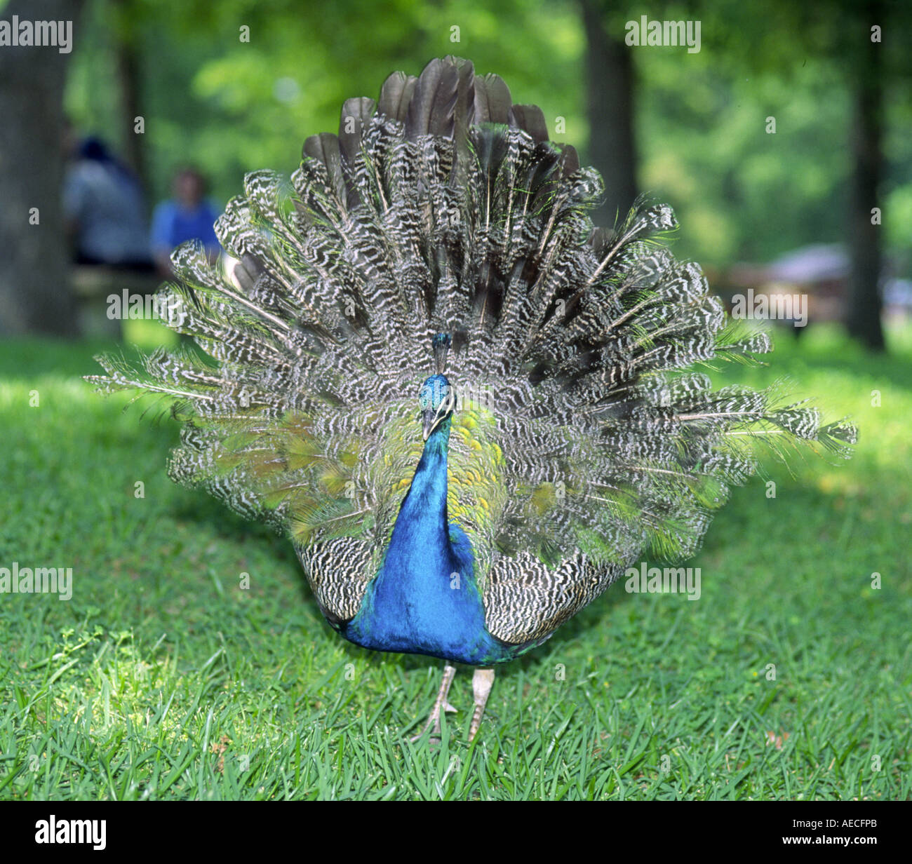 Peacock zeigt seinen Schwanz im Fort Parker State Park, Texas, USA Stockfoto