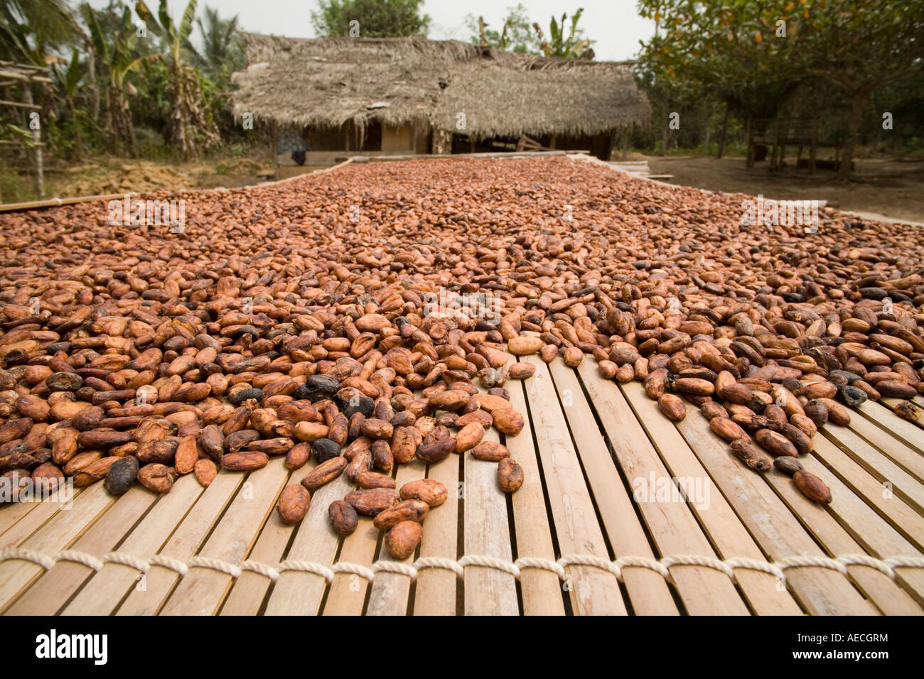 Kakaobohnen trocknen, Ghana Stockfotografie - Alamy