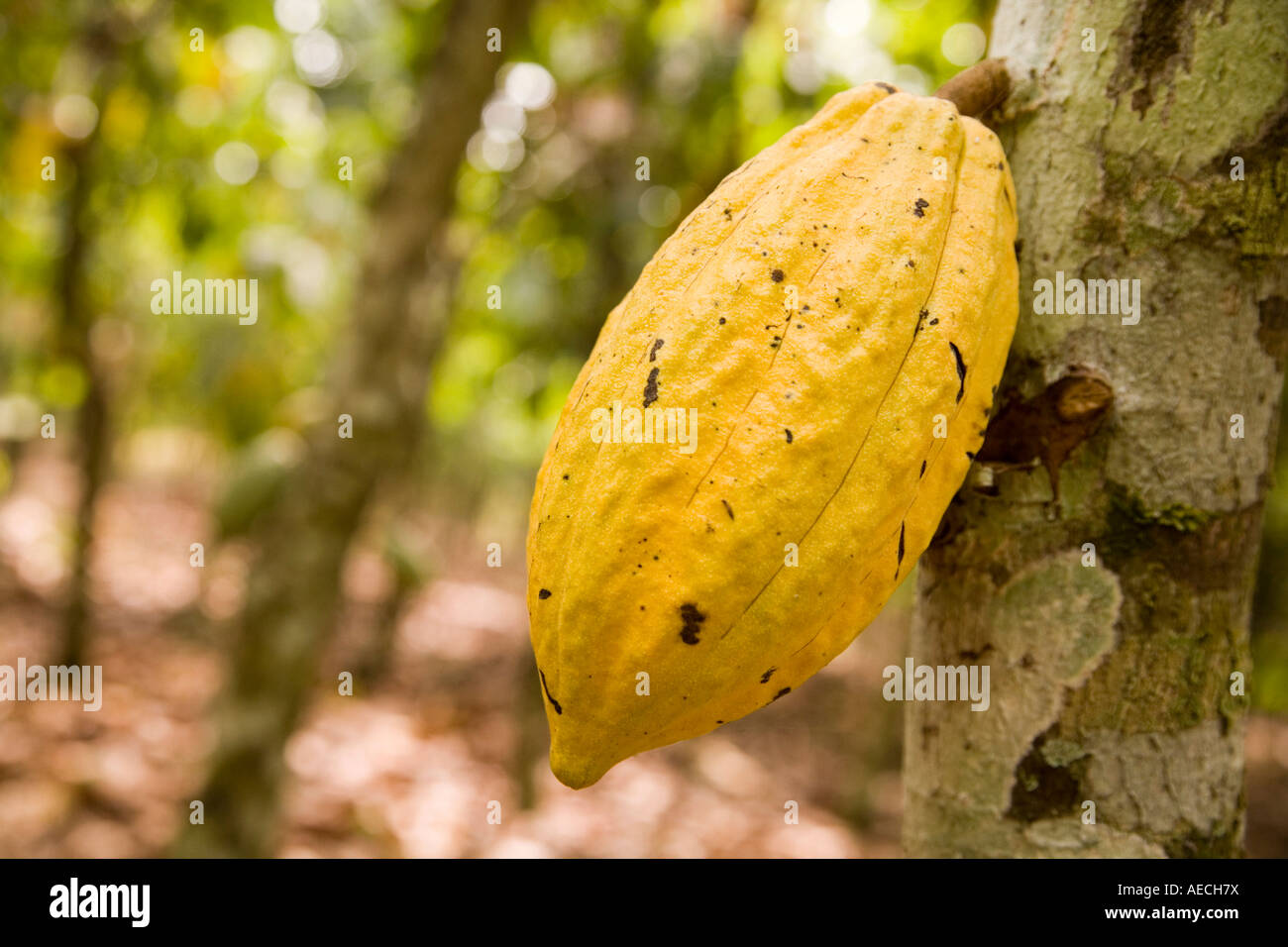 Kakaofrucht, Ghana Stockfoto