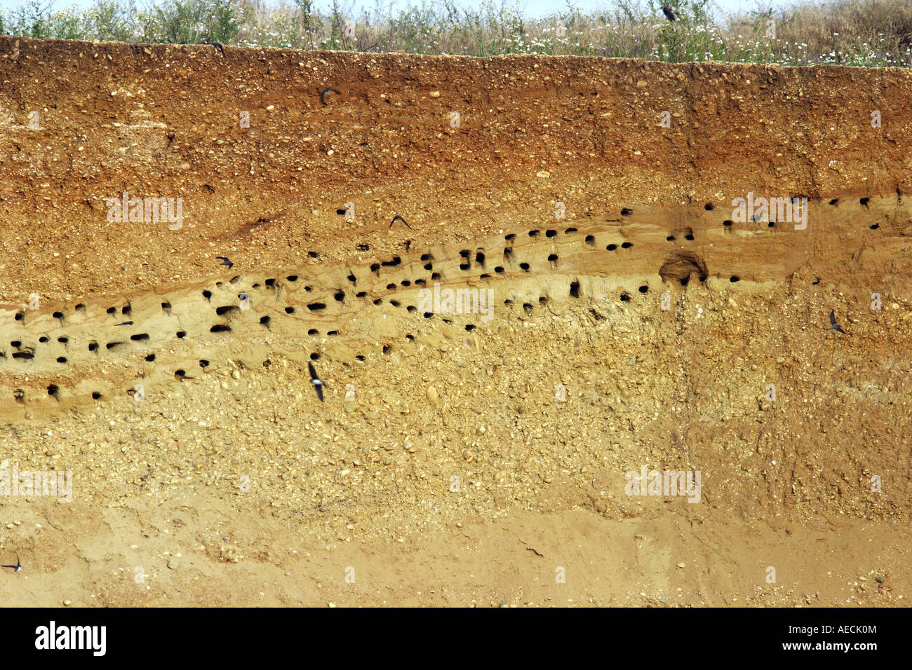 Uferschwalbe (Riparia Riparia), Zucht Höhlen in einer Sandgrube, Österreich, Burgenland, Neusiedler See Stockfoto