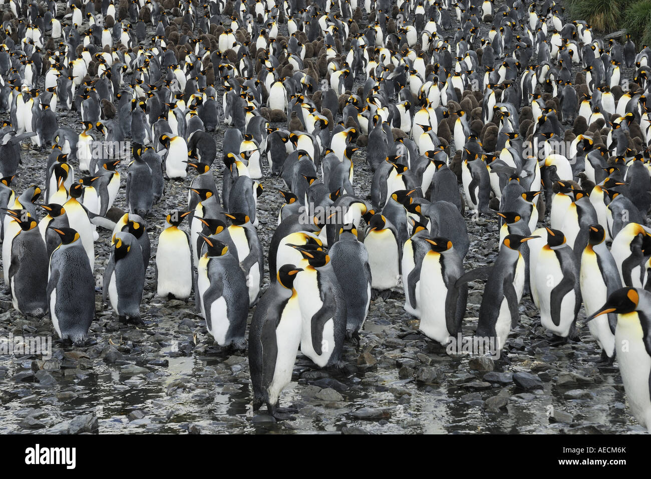 King Penguin (Aptenodytes Patagonicus), Kolonie, Antarktis, Suedgeorgien Stockfoto