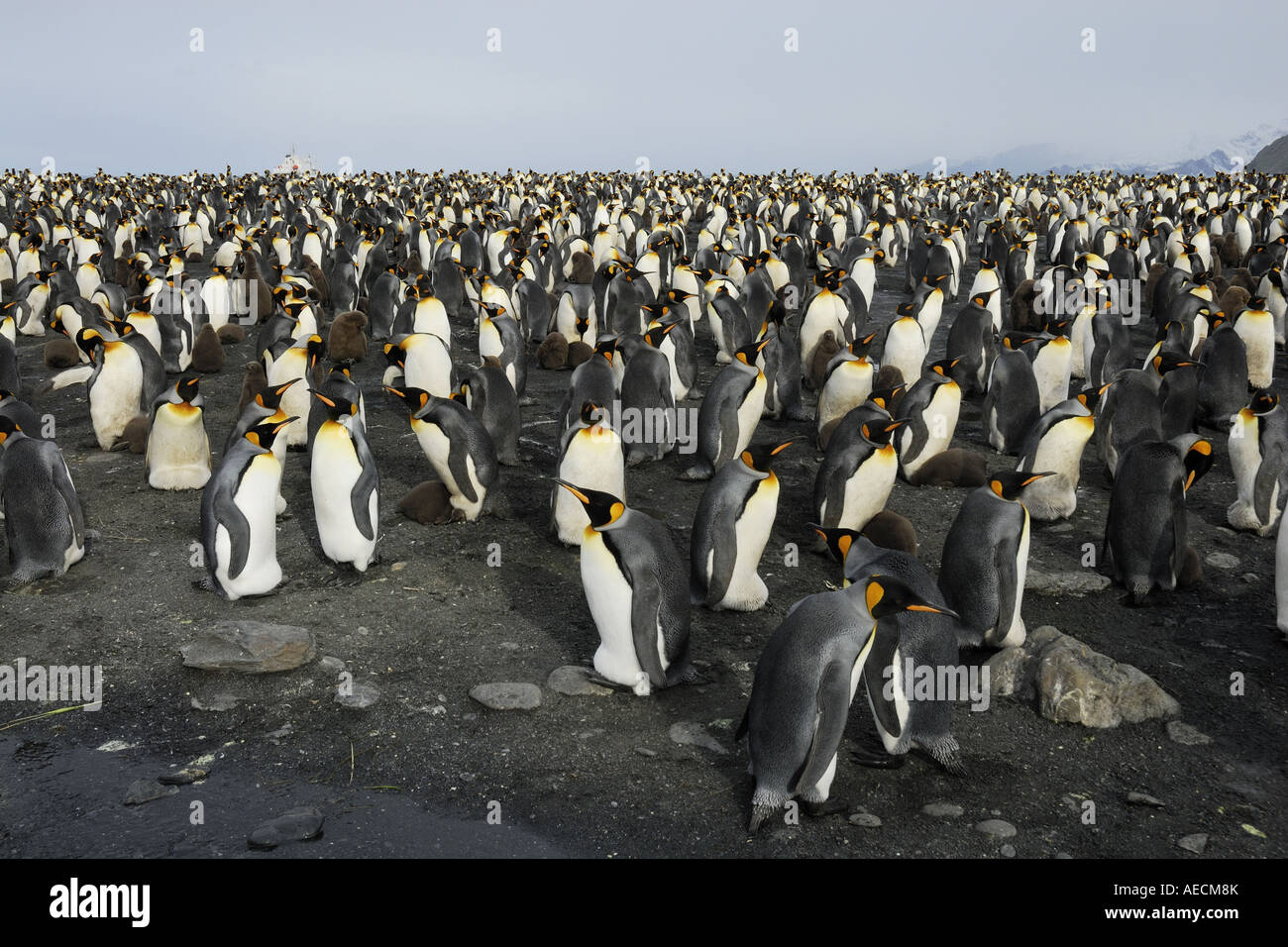 King Penguin (Aptenodytes Patagonicus), Kolonie, Antarktis, Suedgeorgien Zucht Stockfoto