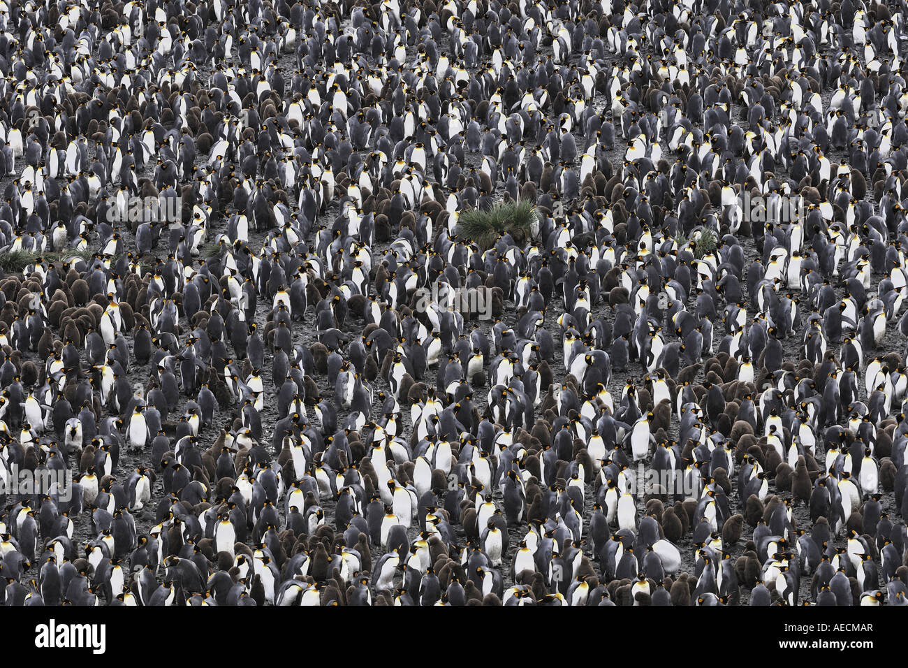 King Penguin (Aptenodytes Patagonicus), Kolonie, Antarktis, Suedgeorgien Zucht Stockfoto