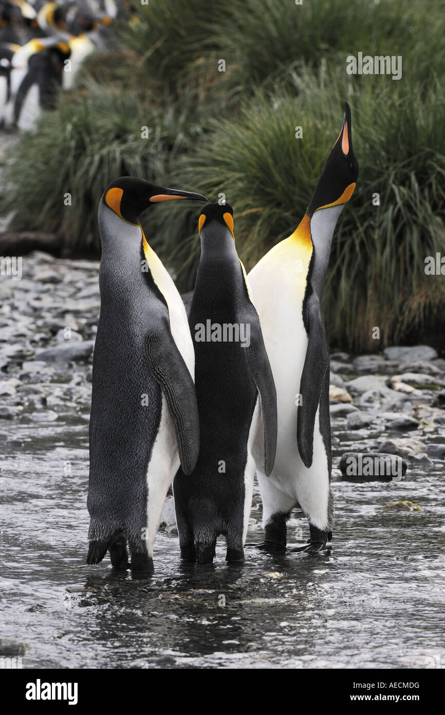 King Penguin (Aptenodytes Patagonicus), drei Personen stehen in einer Bucht, Antarktis, Suedgeorgien Stockfoto