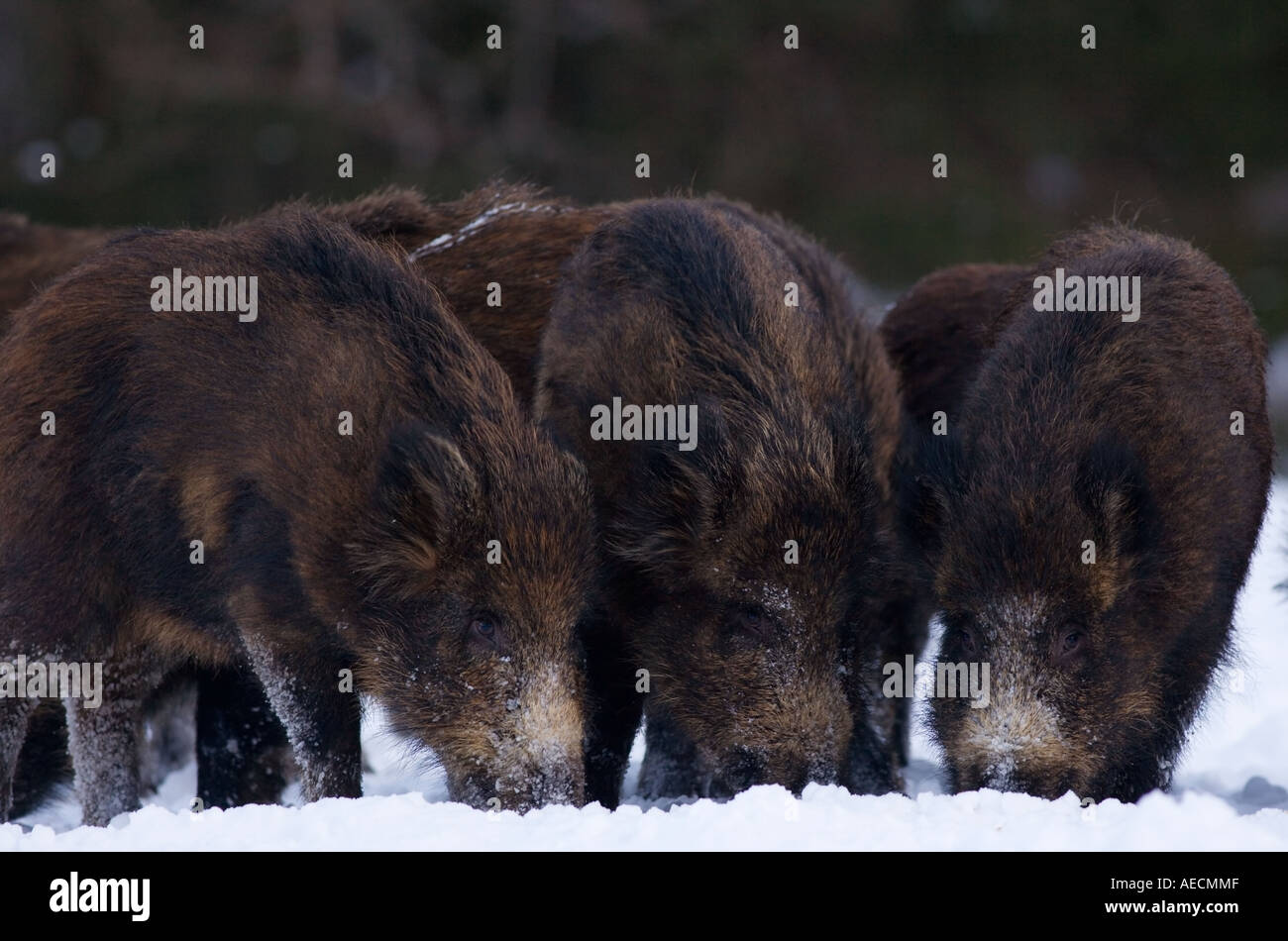 Heranwachsenden Wildschweine auf Nahrungssuche im Schnee Stockfoto