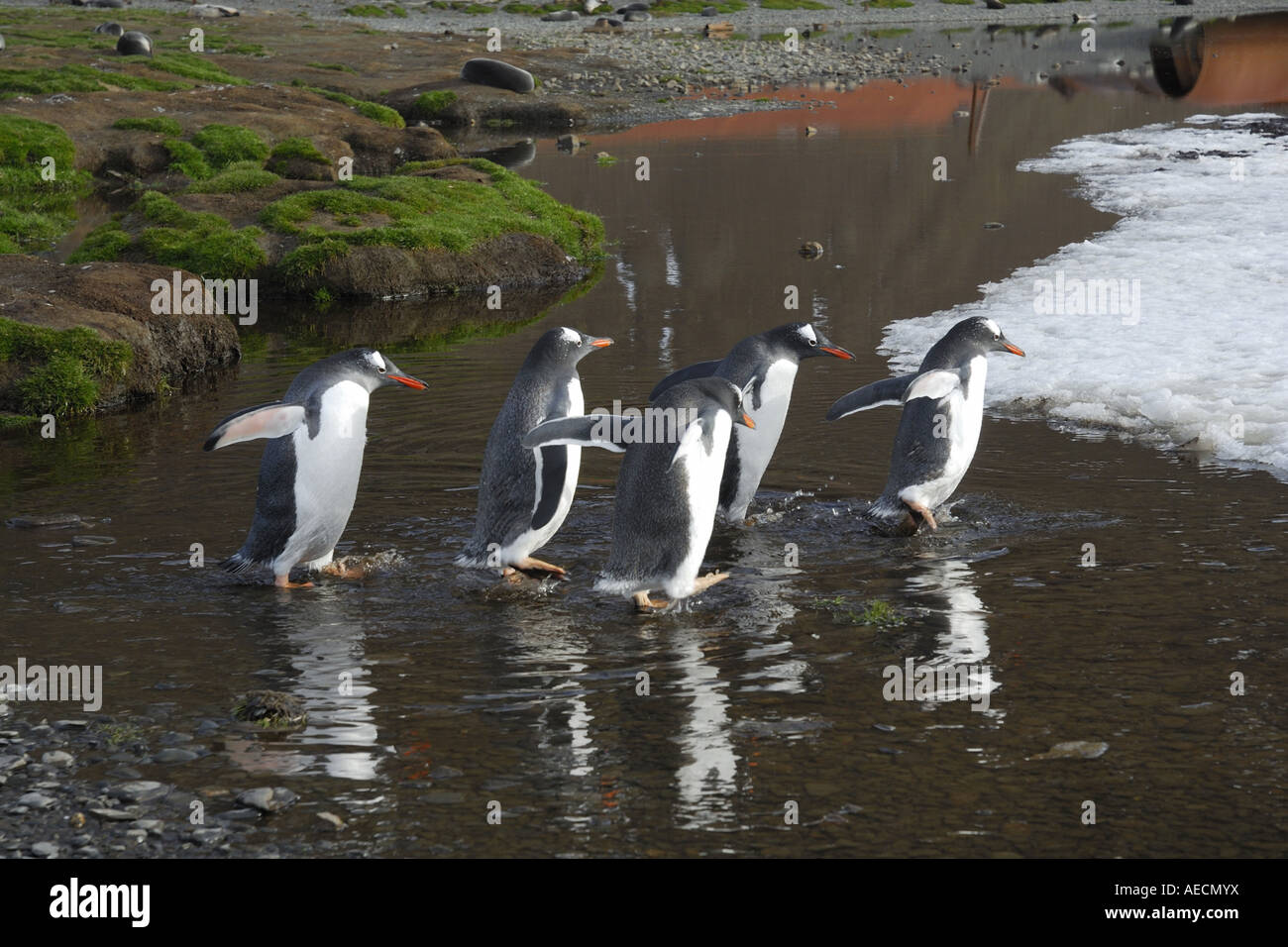 Gentoo Penguin (Pygoscelis Papua), schnell fünf Tiere laufen durch Bach, Antarktis, Suedgeorgien Stockfoto