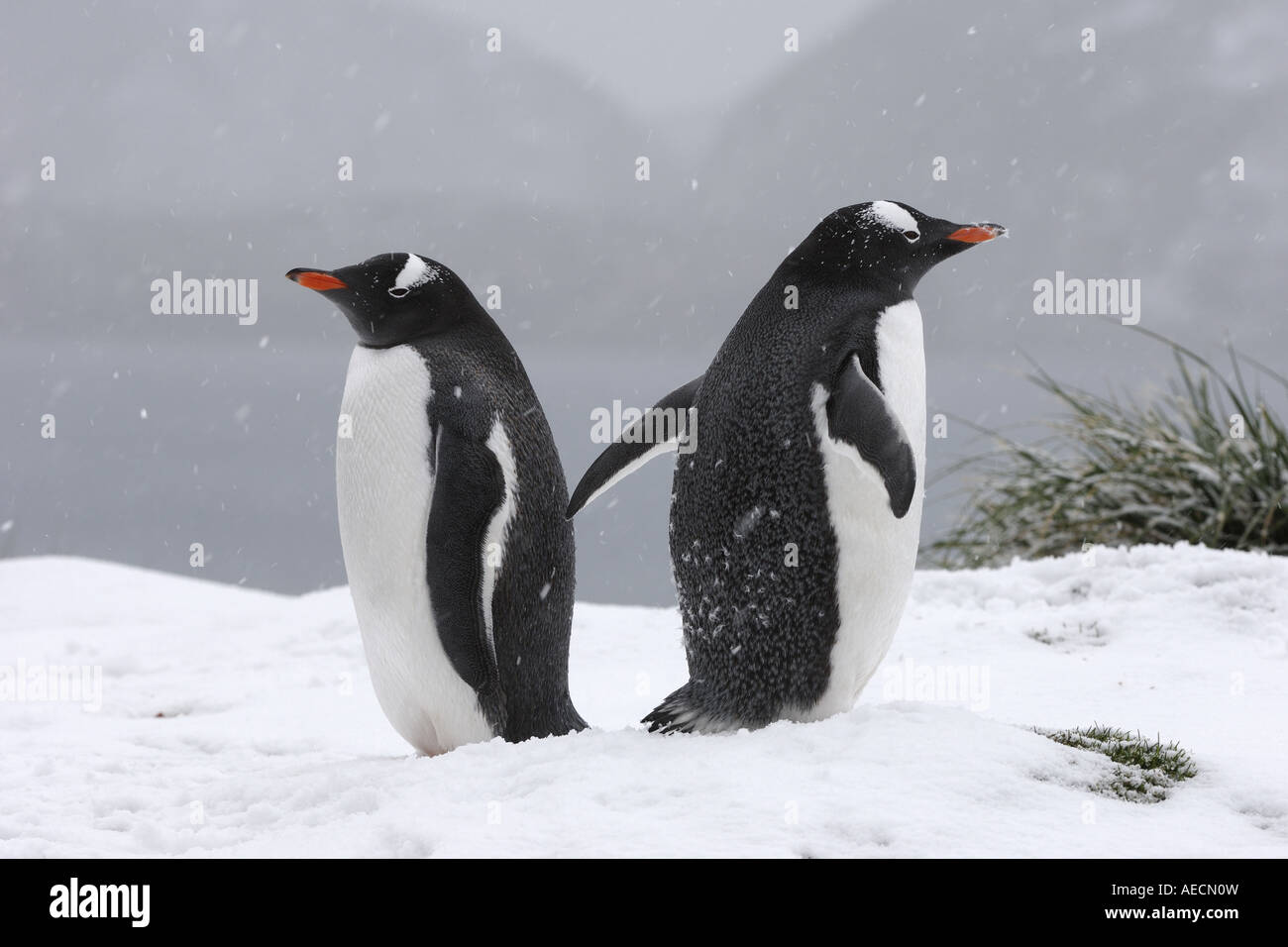 Gentoo Penguin (Pygoscelis Papua), einzelne Animale stehen im Schnee Rücken an Rücken, Antarktis, Suedgeorgien Stockfoto