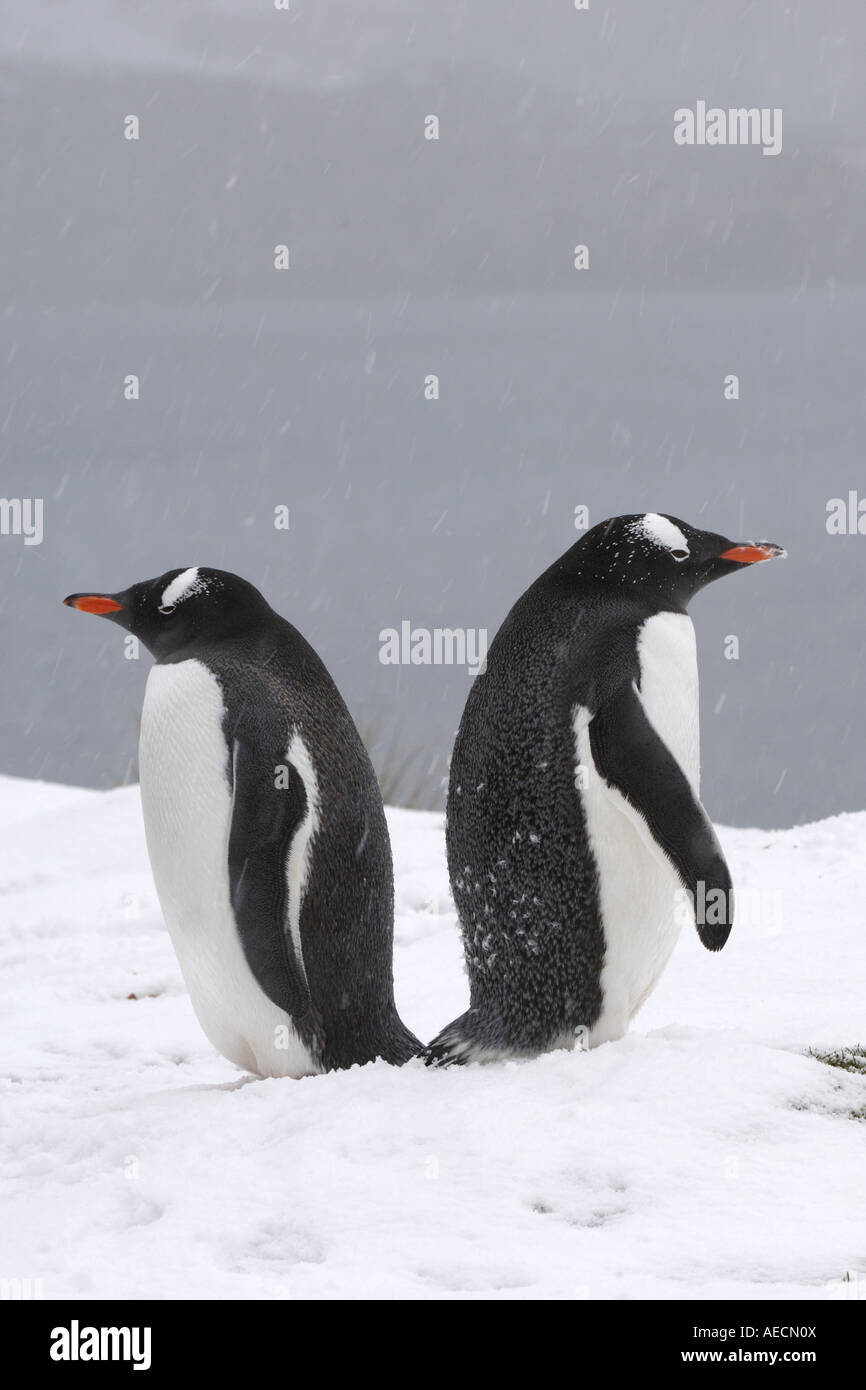 Gentoo Penguin (Pygoscelis Papua), einzelne Animale stehen im Schnee Rücken an Rücken, Antarktis, Suedgeorgien Stockfoto