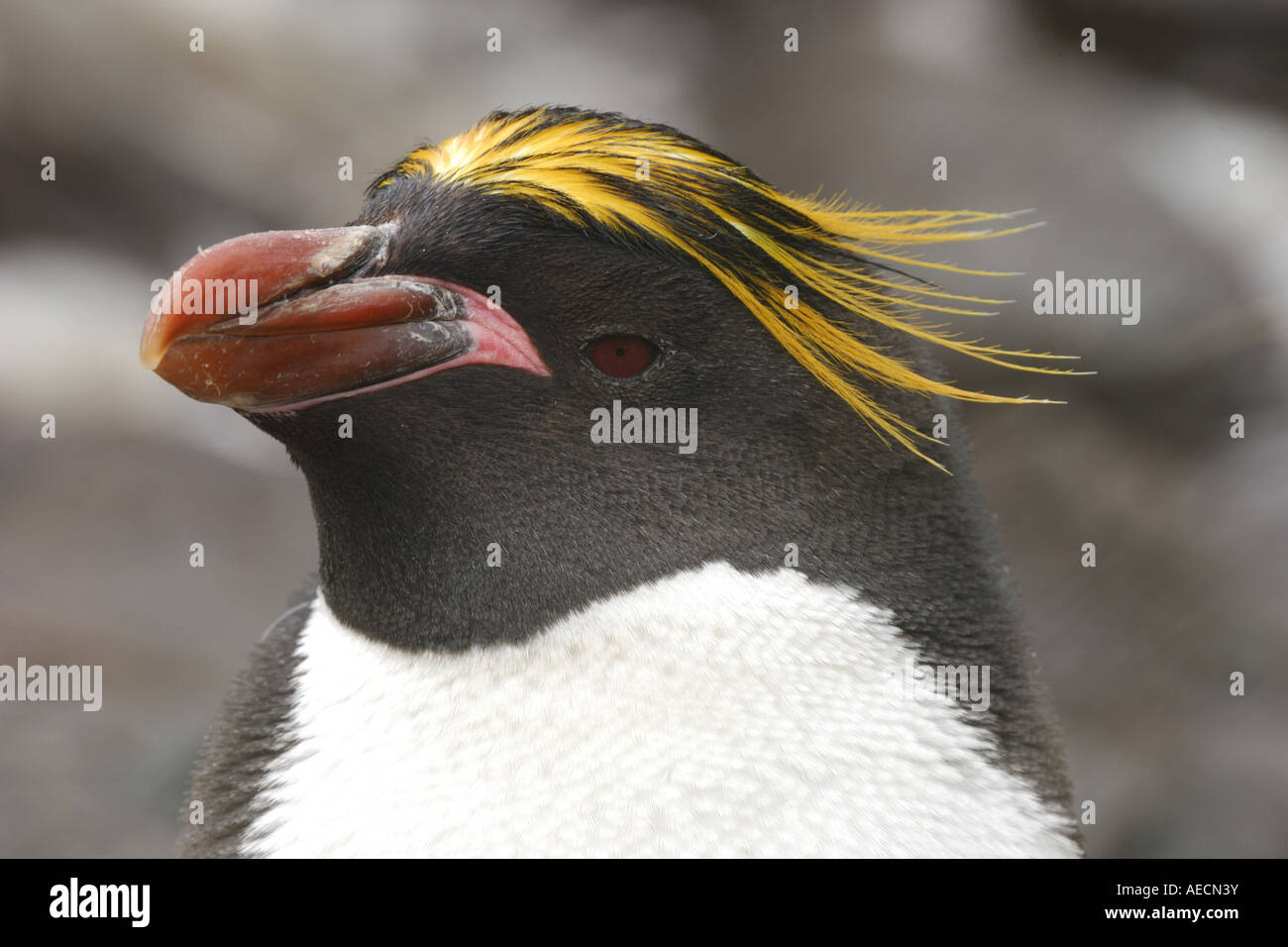 Makkaroni Penguin (Eudyptes Chrysolophus), Porträt, Antarktis, Suedgeorgien Stockfoto