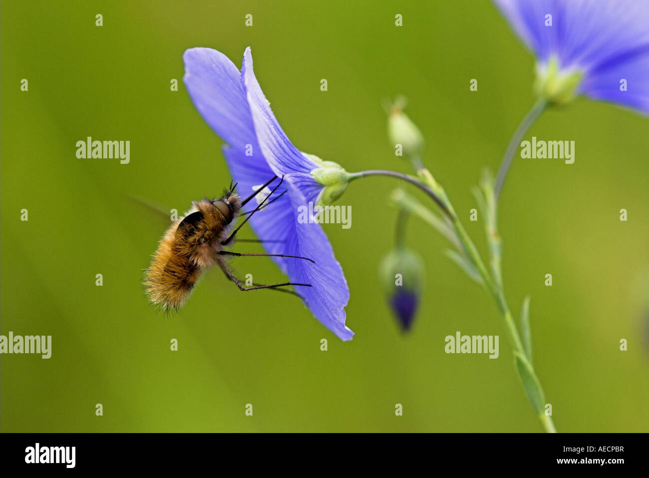 Beeflies (Bombyliidae), Linum, Österreich, Burgenland, NP Neusiedler See Stockfoto