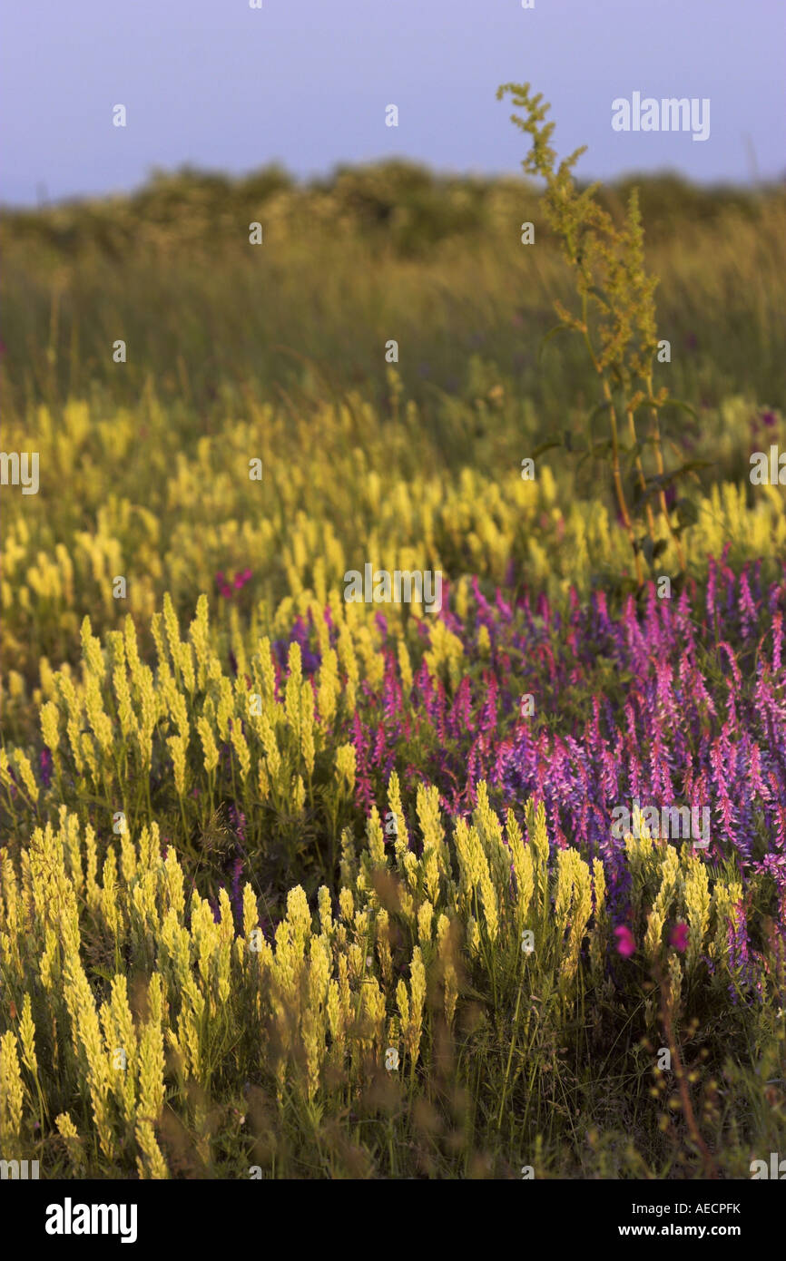 Tragant, Milch-Wicke (Astragalus Asper), mit Wicken (Vicia Tenuifolia), Österreich, NP Neusiedler sehen, Burgenland, Zitzmannsdo Stockfoto