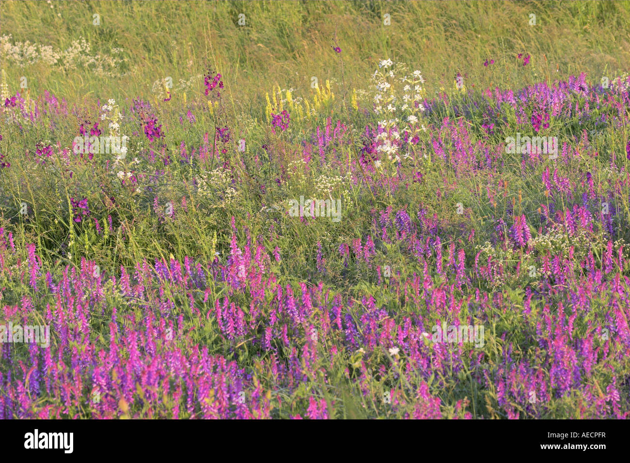 Bramble Wicke (Vicia Tenuifolia), Bluehend, Österreich, Burgenland, NP Neusiedler sehen, Zitzmannsdorfer Wiesen Stockfoto