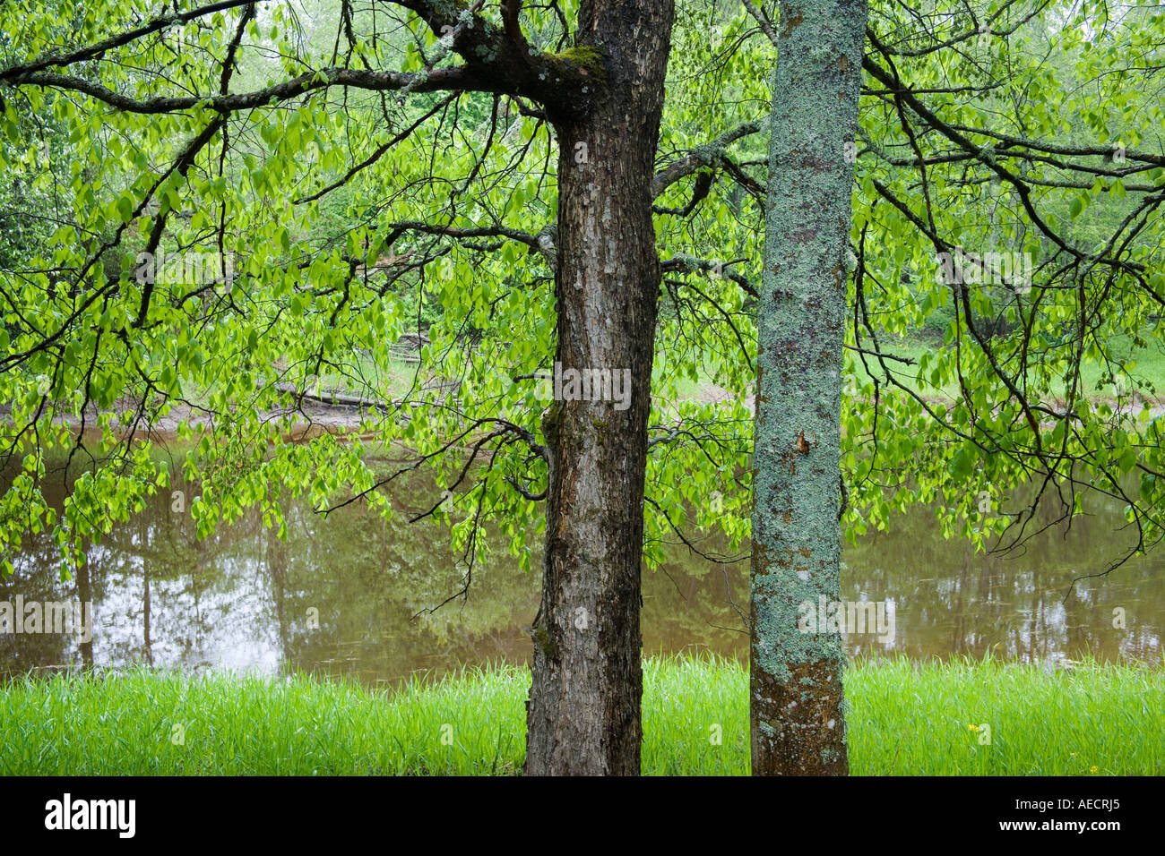 Ein Ulmen und Erlen wachsen durch Fluss Stockfoto