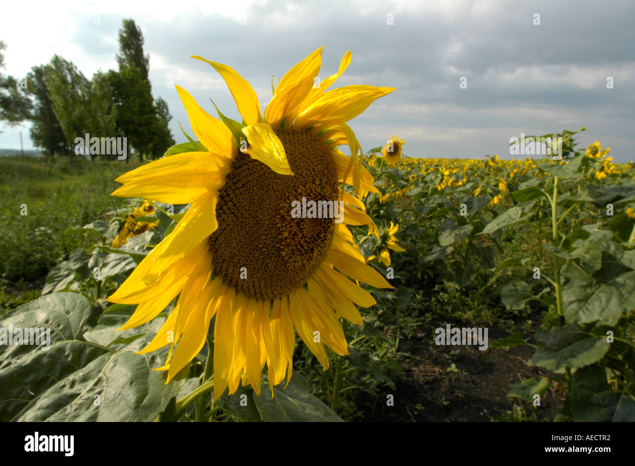 Moldau, Sonnenblumen Stockfoto