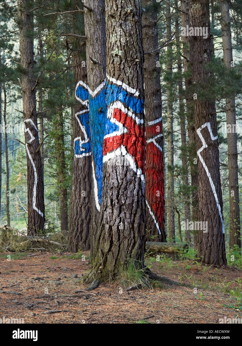 Oma Wald in Kortezubi, Spanien Stockfoto