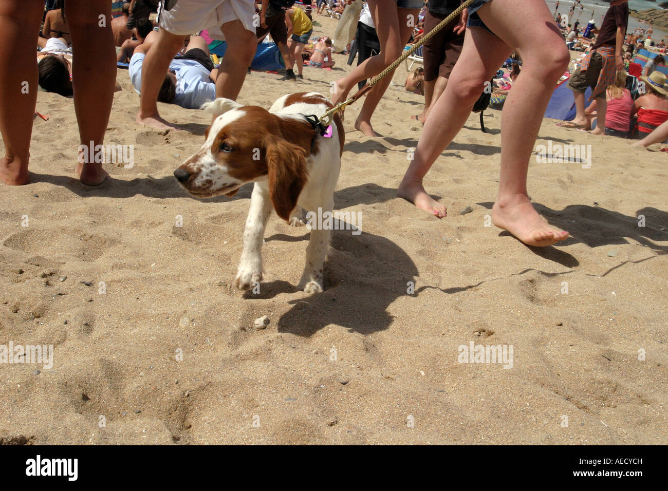 Young-Spaniel am Strand von Fistral Newquay Cornwall UK Stockfoto